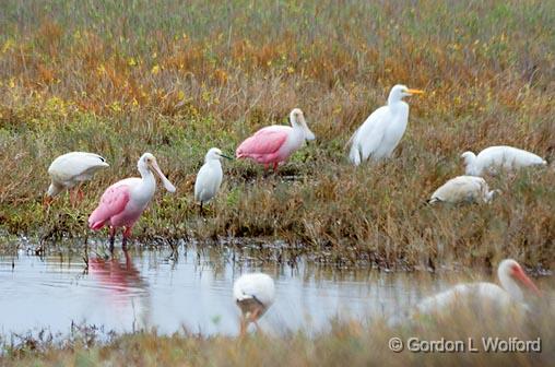 Wading Birds_29408.jpg - Roseate Spoonbills, Great Egrets, Snowy Egrets, White IbisesPhotographed near Port Lavaca, Texas, USA.